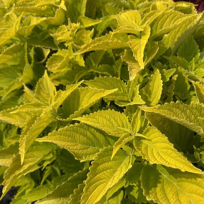 ColorBlaze&reg; 'Lime Time&trade;' - coleus scutellarioides from Milmont Greenhouses