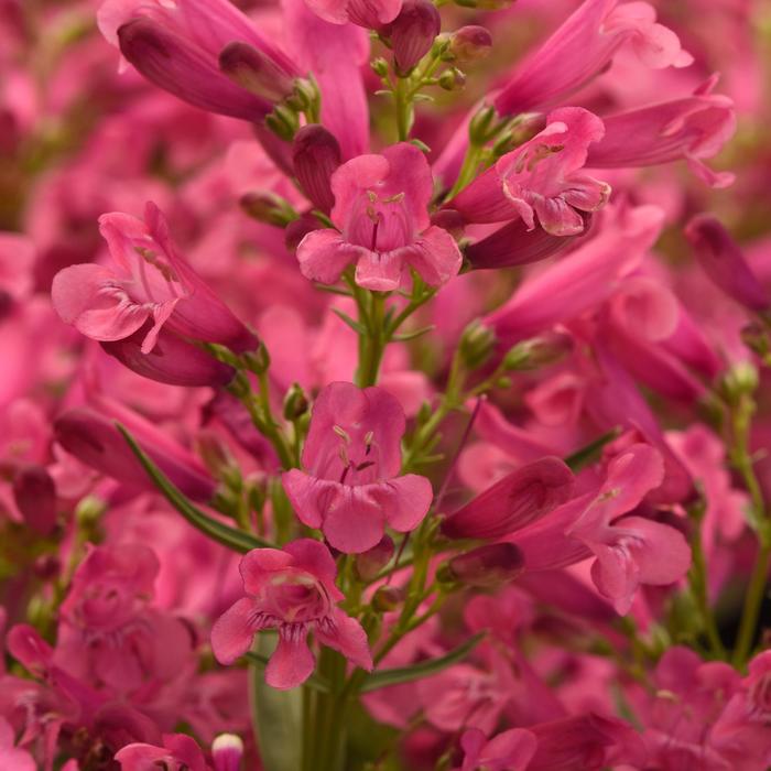Rock Candy&reg; Pink Improved - Penstemon from Milmont Greenhouses
