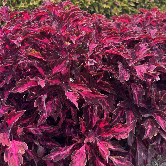 Down Town&reg; 'Royalty' - Coleus from Milmont Greenhouses