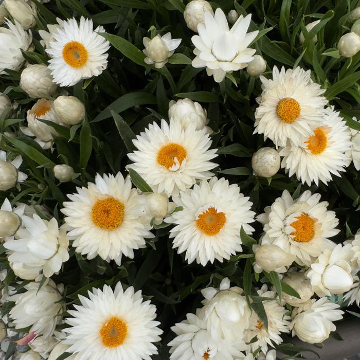 'SunBrero White' Strawflower - Bracteantha bracteata from Milmont Greenhouses