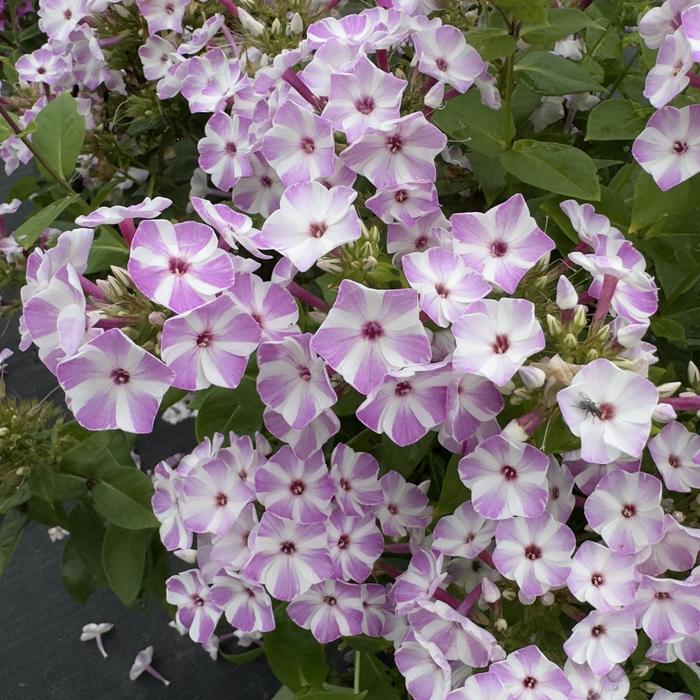 Flame&trade; Lilac Star - Phlox paniculata (Garden Phlox) from Milmont Greenhouses