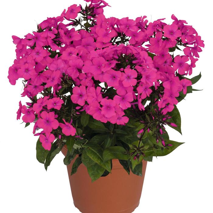 Flame&trade; Pro Cerise - Phlox paniculata (Garden Phlox) from Milmont Greenhouses