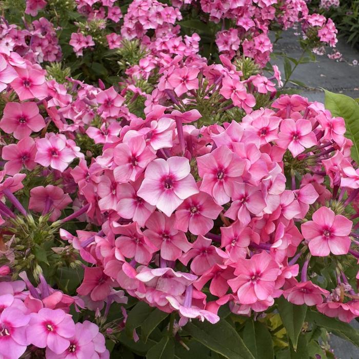Flame&trade; Pink - Phlox paniculata (Garden Phlox) from Milmont Greenhouses