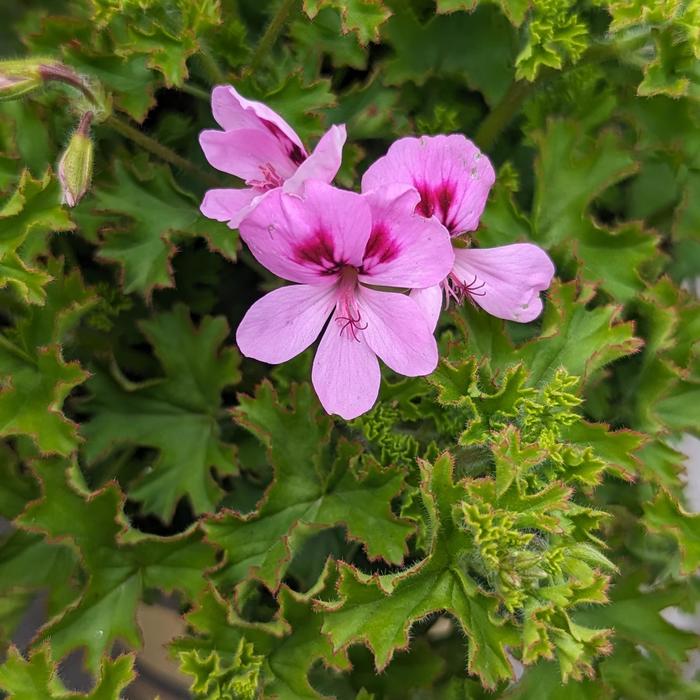 'Lemona' Lemon Scented Geranium - Pelargonium crispum from Milmont Greenhouses