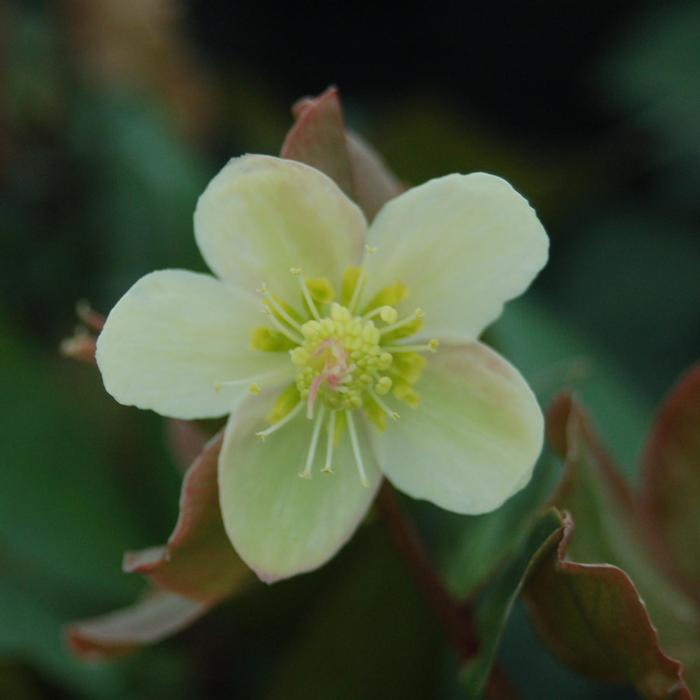 HGC&reg; 'Mahogany Snow' - Helleborus (Lenten Rose) from Milmont Greenhouses