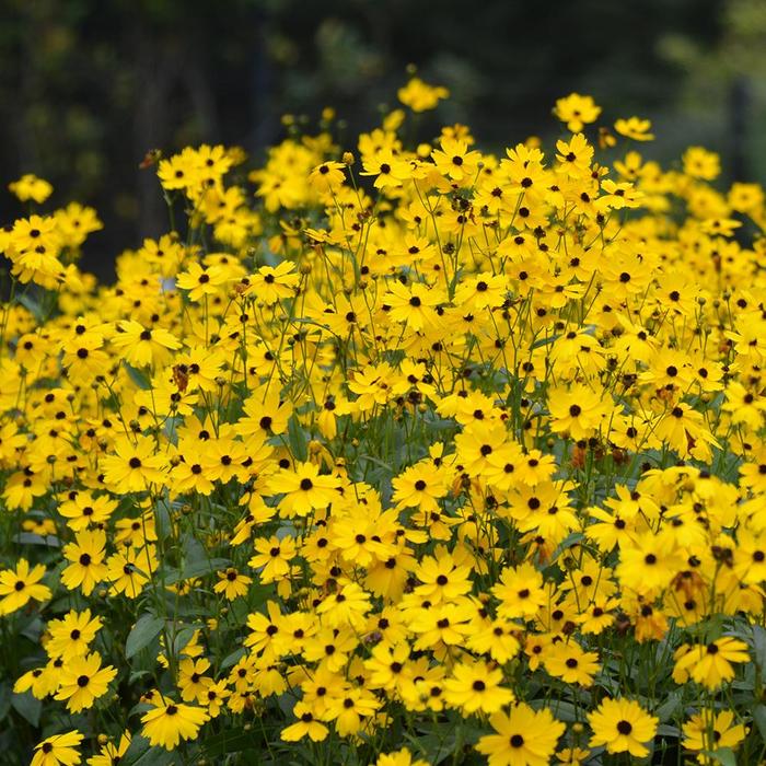 'Summer Sunshine' - Coreopsis palustris (Swamp Tickseed) from Milmont Greenhouses