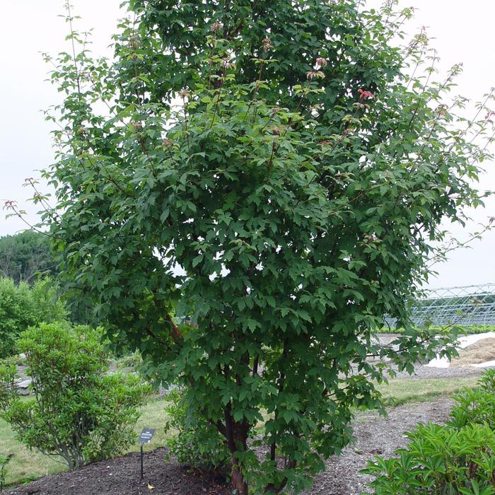 Paperbark Maple - Acer griseum from Milmont Greenhouses