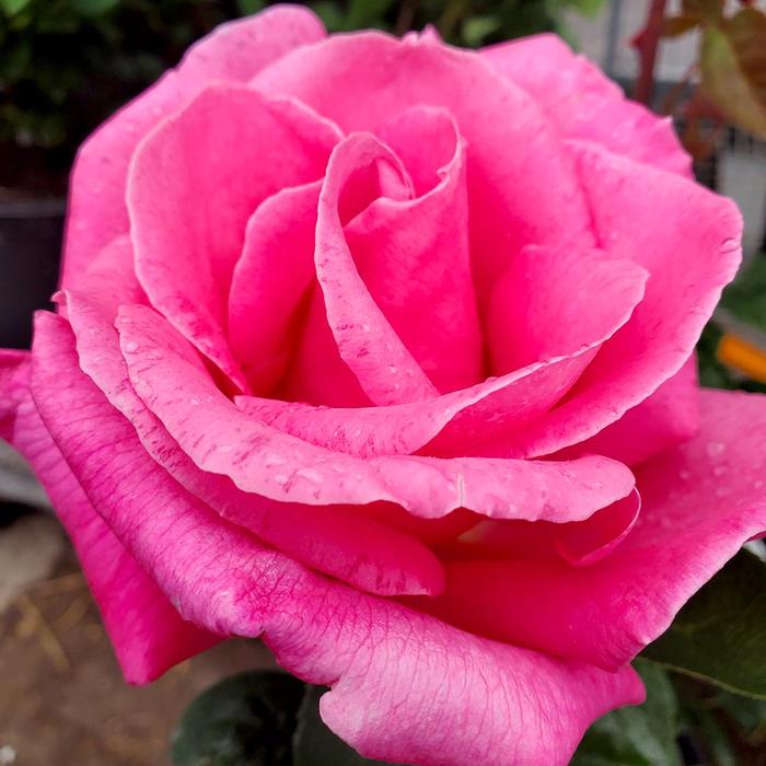 'Perfume Delight&trade;' Hybrid Tea Rose - Rosa from Milmont Greenhouses
