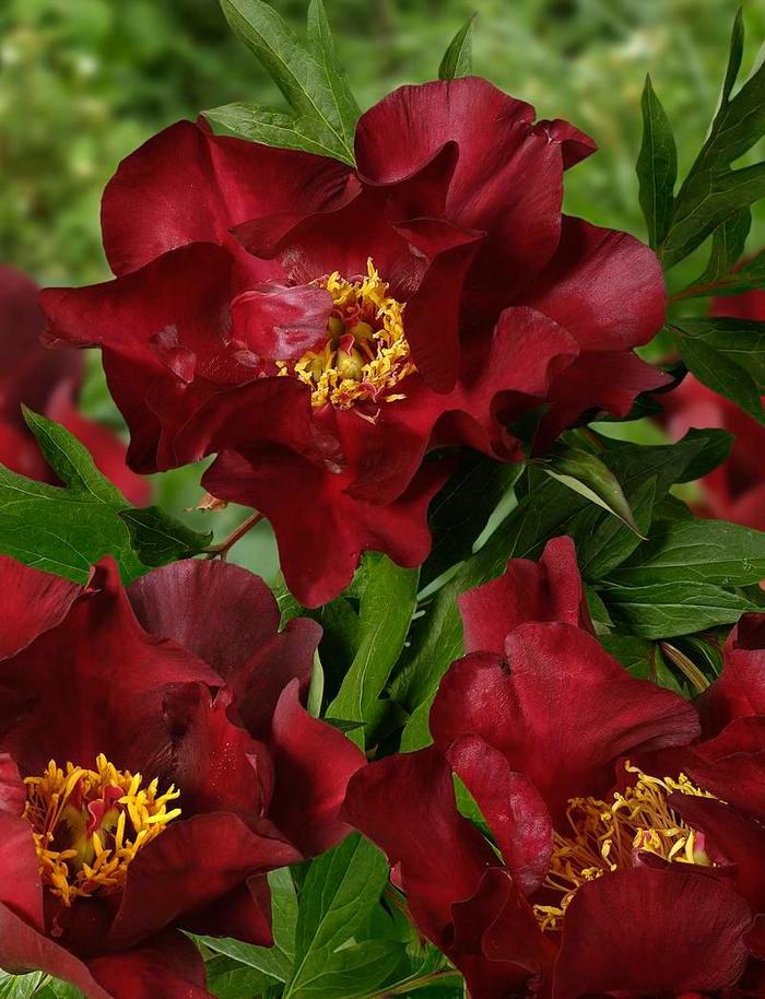'Scarlet Heaven' Itoh Peony - Paeonia from Milmont Greenhouses