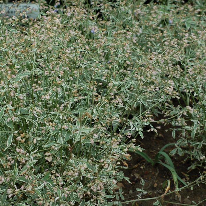 'Touch of Class' Jacob's Ladder - Polemonium reptans from Milmont Greenhouses