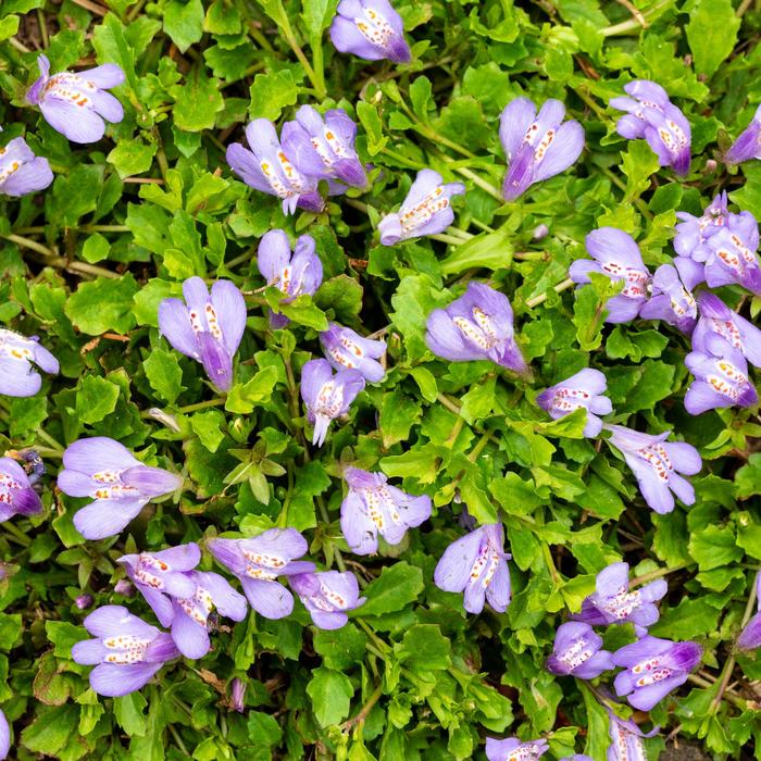Mazus - Mazus reptans from Milmont Greenhouses