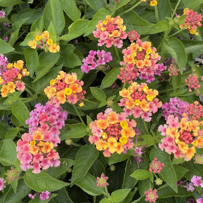 Bandana&reg; 'Mango' - Lantana camara from Milmont Greenhouses