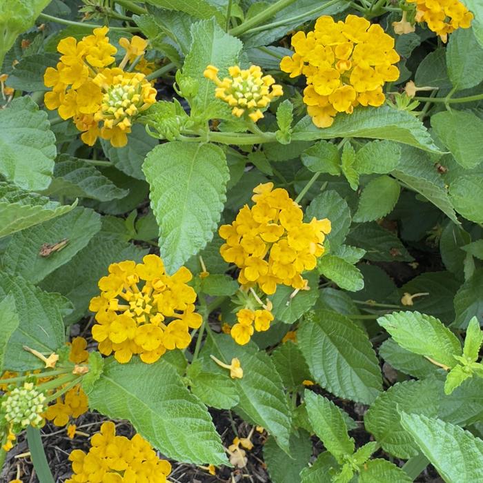 Bandana&reg; Gold - Lantana camara from Milmont Greenhouses