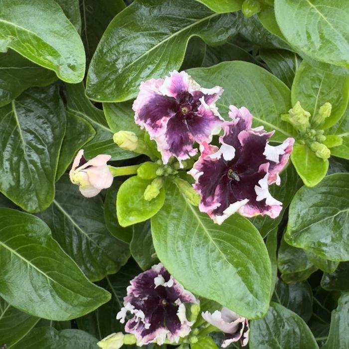Soiree&reg; Flamenco 'Plum Velvet' - Catharanthus (Vinca) from Milmont Greenhouses