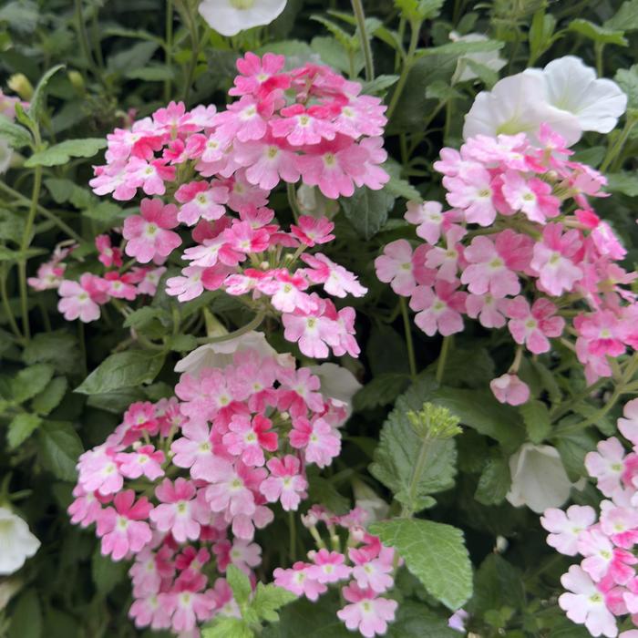 Superbena&reg; 'Sparkling Rose' - Verbena from Milmont Greenhouses