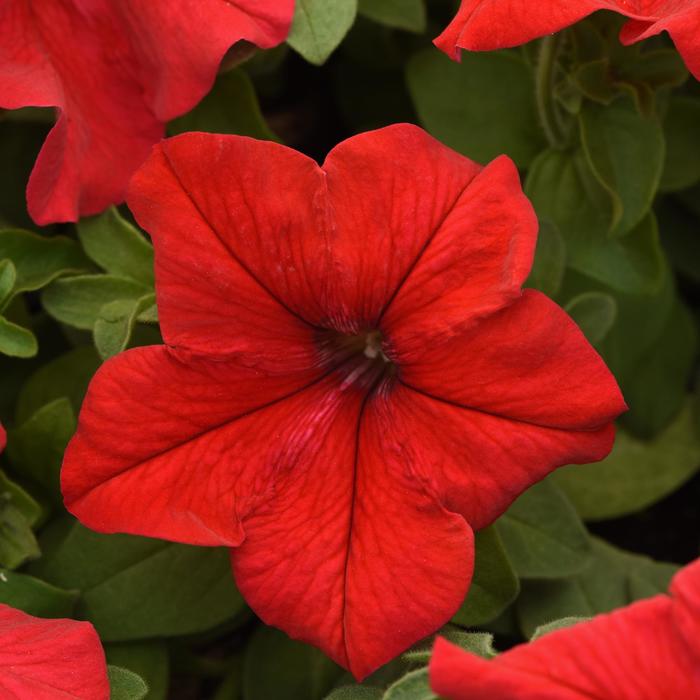 'Supercascade Red' - Petunia hybrida from Milmont Greenhouses
