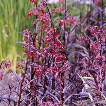 Lobelia fulgens - 'Queen Victoria'