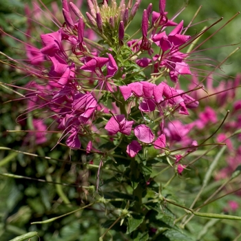 Cleome hassleriana (Spider Flower) - Sparkler&trade; 'Rose'