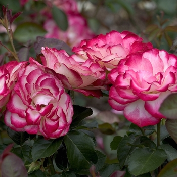 Rosa - 'Chicago Peace' Rose