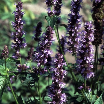 Agastache (Hummingbird Mint) - 'Black Adder'