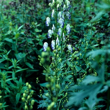 Aconitum x cammarum - 'Bicolor' Monkshood