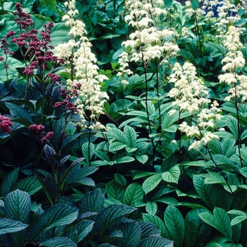 Rodgersia pinnata - 'Superba'