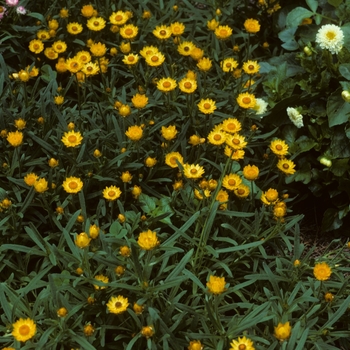 Bracteantha bracteata (Strawflower) - Sundaze&reg; ''Golden Beauty''