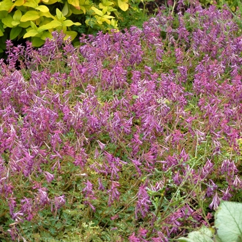 Corydalis anthriscifolia - ''Blackberry Wine''