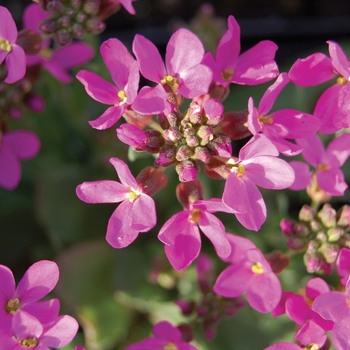 Arabis blepharophylla - 'Spring Charm' Rock Cress