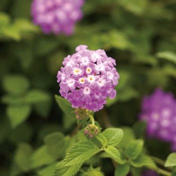 Lantana camara - Luscious&reg; 'Grape'