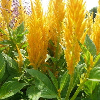 Celosia argentea plumosa (Cockscomb) - Fresh Look Yellow