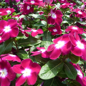 Catharanthus roseus - 'Pacifica Burgundy Halo' Annual Vinca; Periwinkle