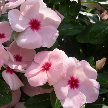 Catharanthus roseus - Vinca