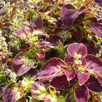 coleus scutellarioides - ColorBlaze&reg; ''Dipt in Wine''