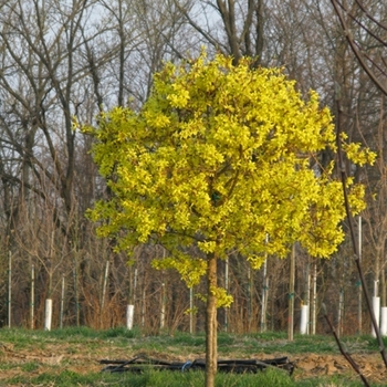 Forsythia x intermedia - 'Spring Glory'