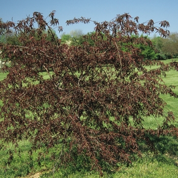Prunus - Pink Cascade&reg; Cherry