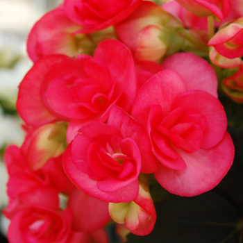 Begonia x hiemalis - 'Netja Dark' Rieger Begonia