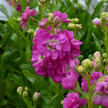 Matthiola incana - 'Hot Cakes Hot Rose' Stock