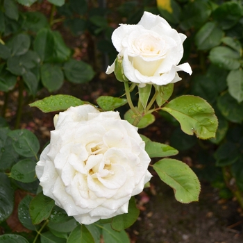 Rosa - Secrets Out!&trade; Rose