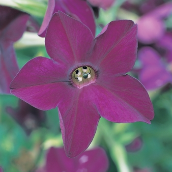 Nicotiana x alata (Flowering Tobacco) - Perfume 'Deep Purple'