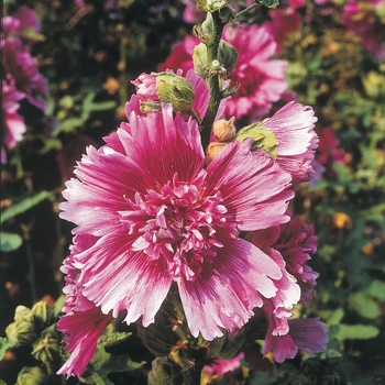 Alcea rosea - 'Queeny Purple' Hollyhock