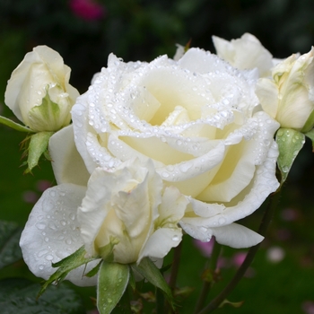 Rosa - 'Honor' Hybrid Tea Rose