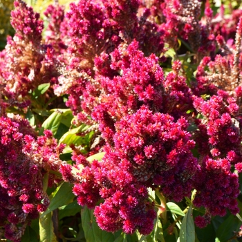 Celosia plumosa (Cockscomb) - First Flame&trade; Mixture