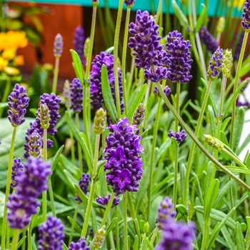 Lavandula angustifolia - 'Lavance Deep Purple' English Lavender