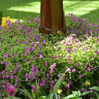 Torenia (Wishbone Flower) - Summer Wave&reg; 'Amethyst'