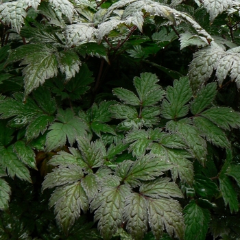 Cimicifuga ramosa - 'Brunette' Purple-leaf Bugbane