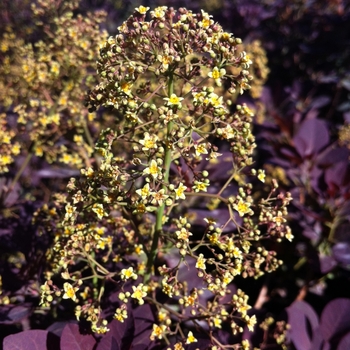 Cotinus coggygria - 'Royal Purple' Smokebush