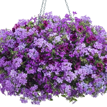 Lobelia erinus - Luguna&reg; 'Ultraviolet&trade;'
