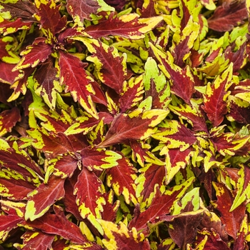 coleus scutellarioides - ColorBlaze&reg; 'Royale Apple Brandy&reg;'