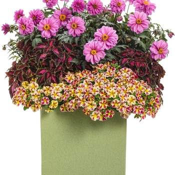 coleus scutellarioides - ColorBlaze&reg; 'Velveteen&reg;'